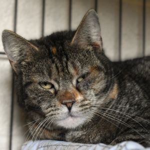 Jenny, Adult Female unknown