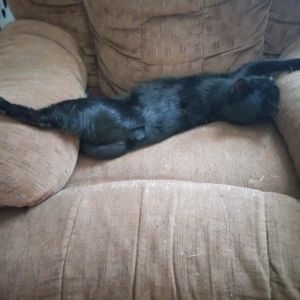 Found Stoney Creek Mobile Home Park, Adult Female Domestic Short Hair