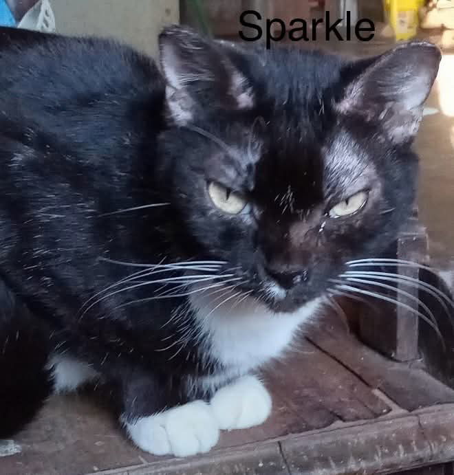 Sparkle: Not at shelter (Cheryl)