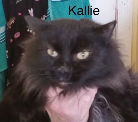 Kallie: Not At shelter (Cheryl)