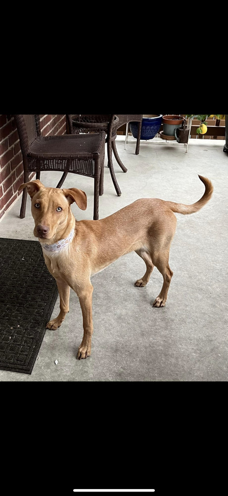 Becky, an adoptable Vizsla in New Bedford, MA, 02745 | Photo Image 1
