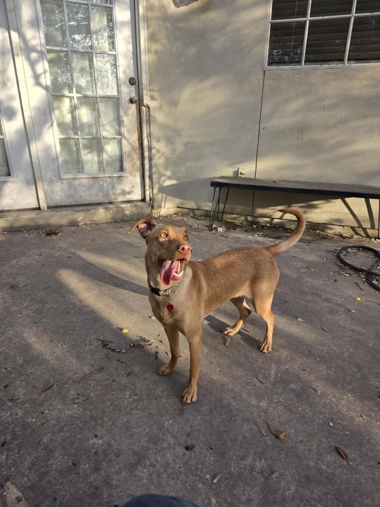 Becky, an adoptable Vizsla in New Bedford, MA, 02745 | Photo Image 2