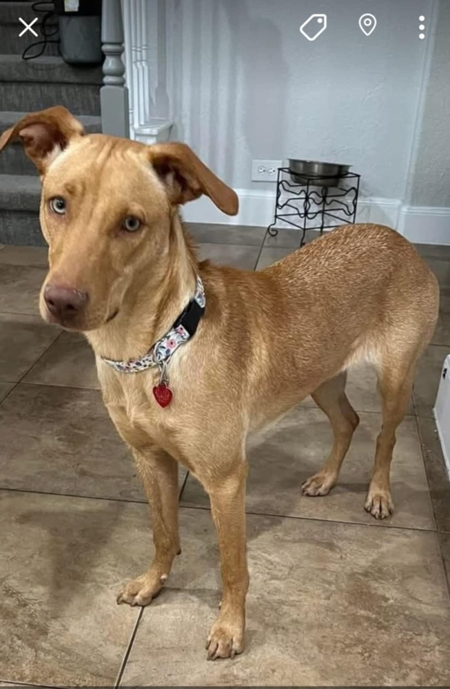 Becky, an adoptable Vizsla in New Bedford, MA, 02745 | Photo Image 3