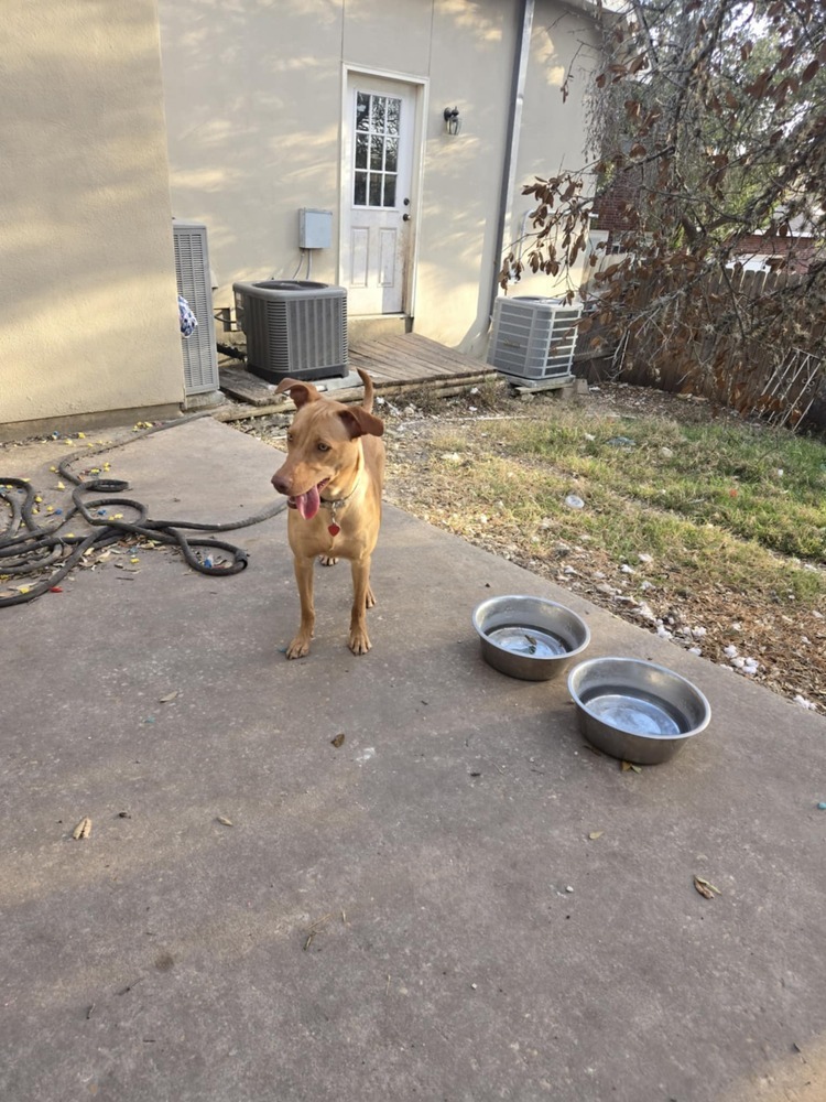 Becky, an adoptable Vizsla in New Bedford, MA, 02745 | Photo Image 4