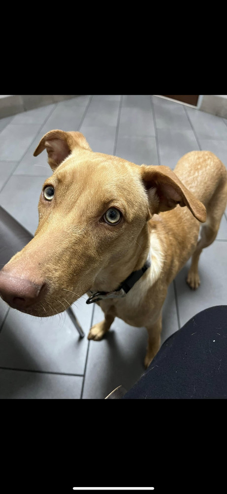 Becky, an adoptable Vizsla in New Bedford, MA, 02745 | Photo Image 5