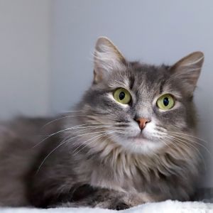 Meet Volpe Italian for fox She is a beautiful soft and VERY petite young cat Like a fox she is