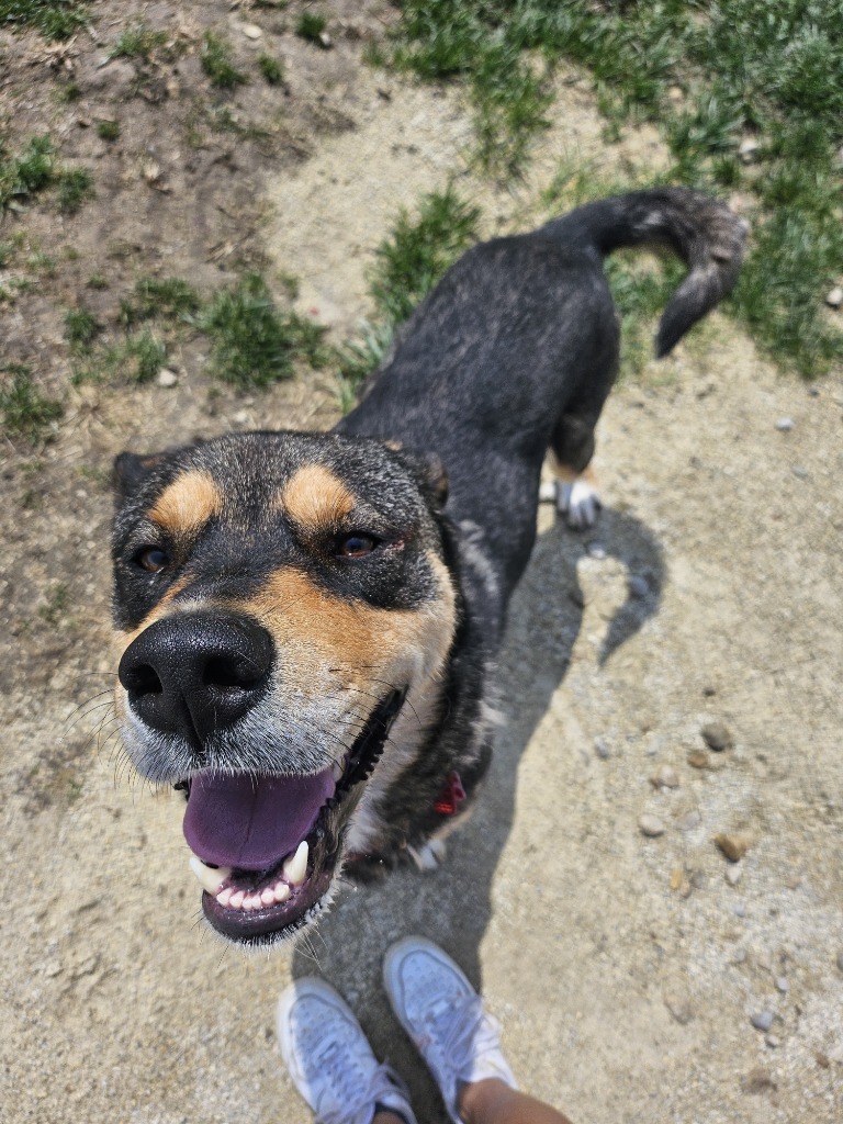 Sophia