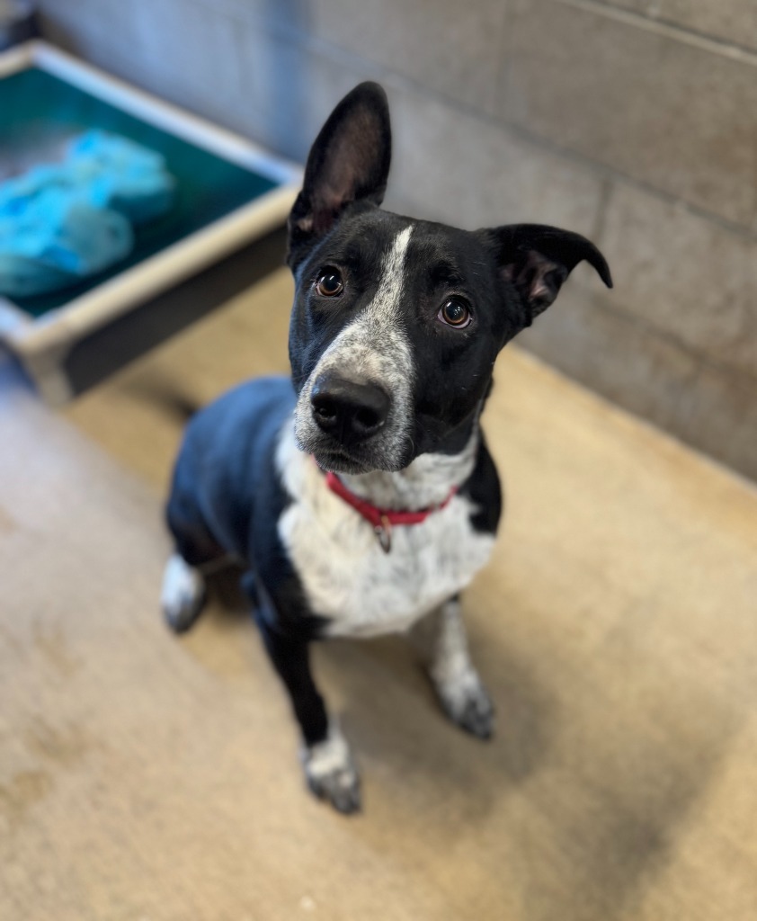 Chief, an adoptable Australian Cattle Dog / Blue Heeler in Gillette, WY, 82716 | Photo Image 1