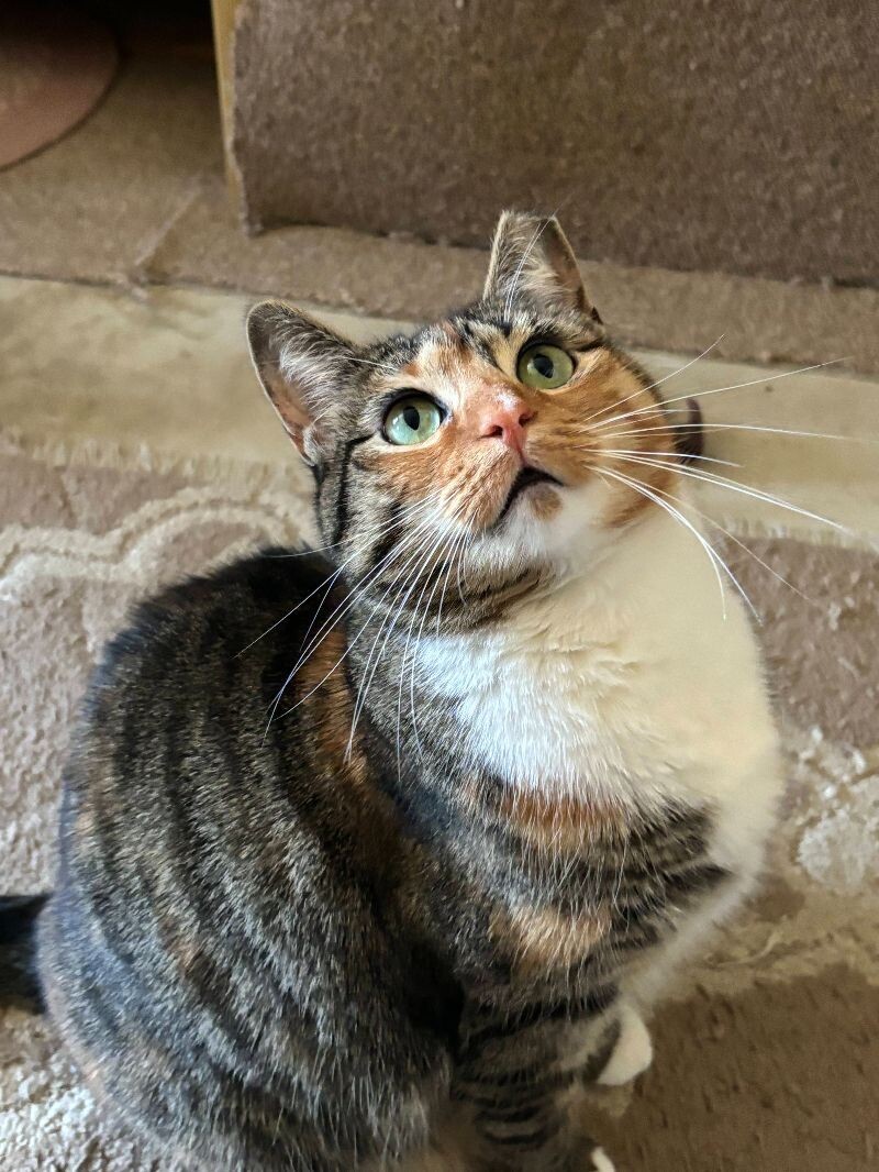 Priscilla
