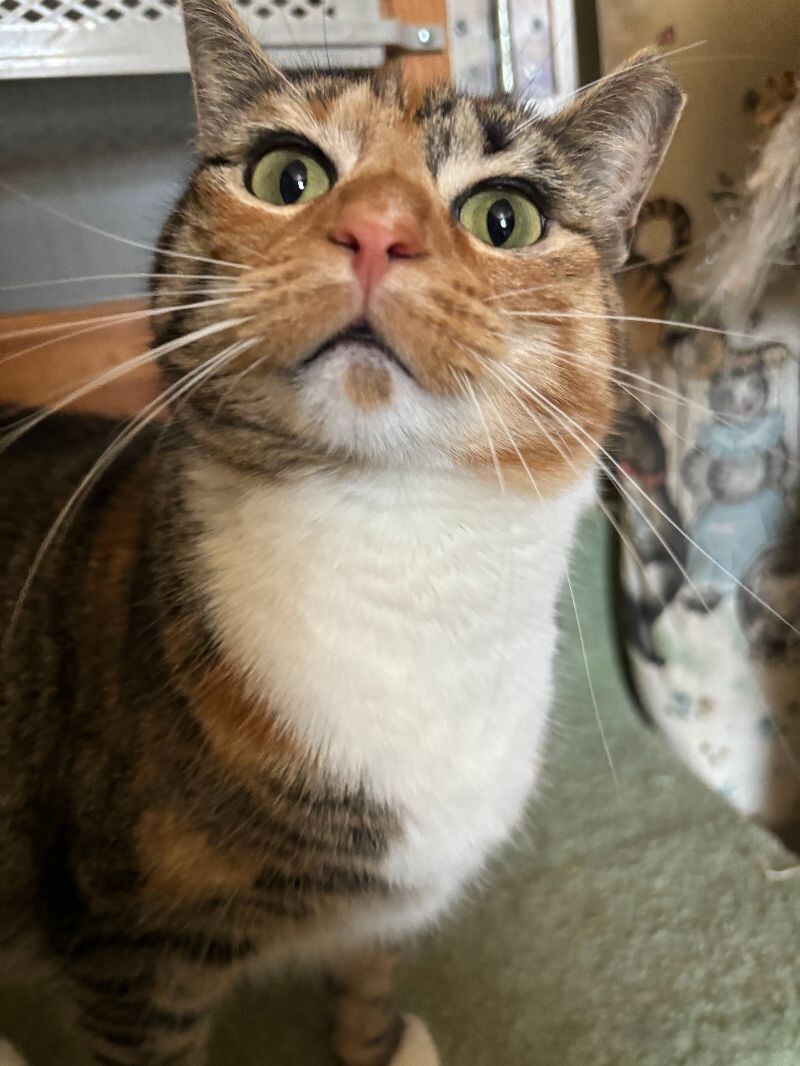 Priscilla