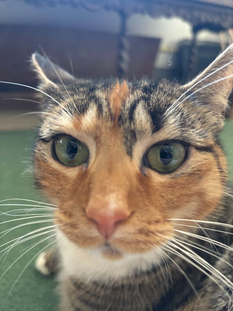 Priscilla
