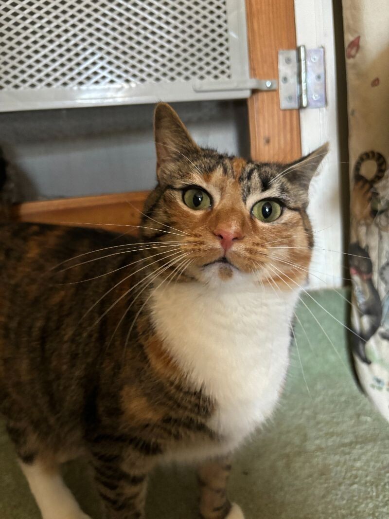 Priscilla