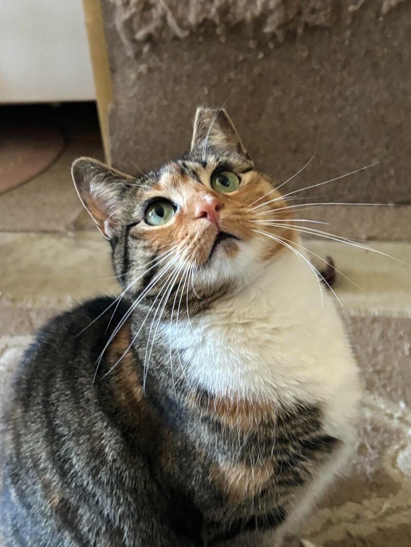 Priscilla