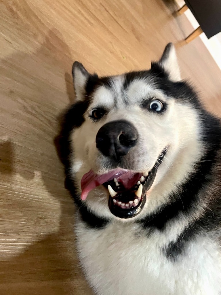 Bella