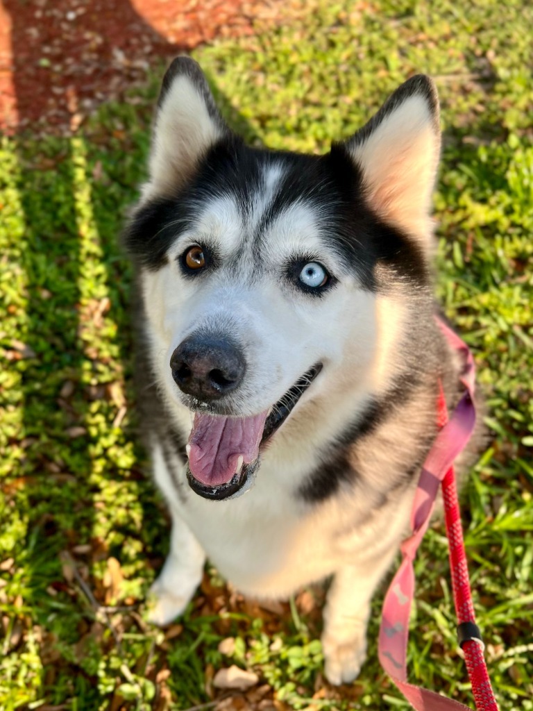 Bella