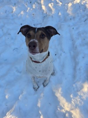 River Lou, Adult Male Terrier