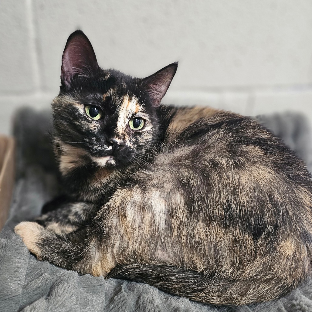 Amber, an adoptable Domestic Short Hair in Laredo, TX, 78045 | Photo Image 1