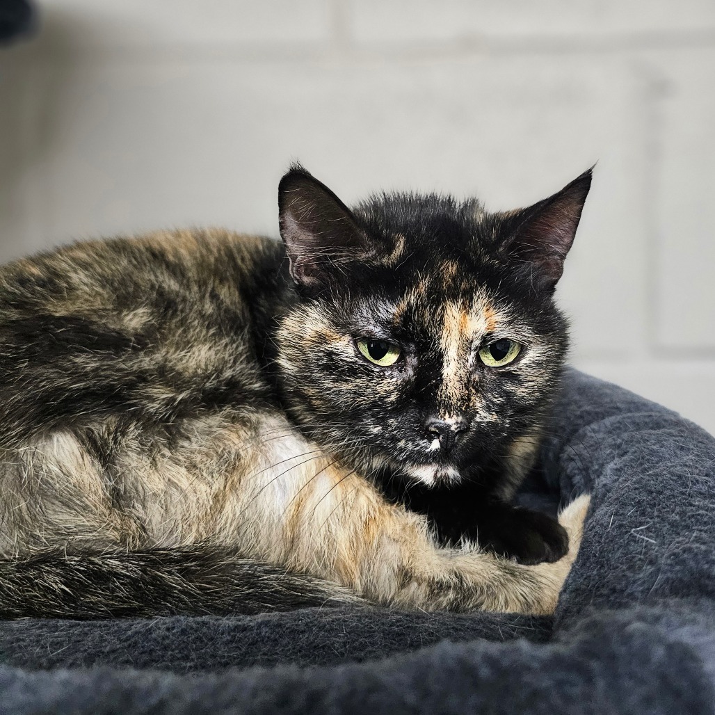 Amber, an adoptable Domestic Short Hair in Laredo, TX, 78045 | Photo Image 2