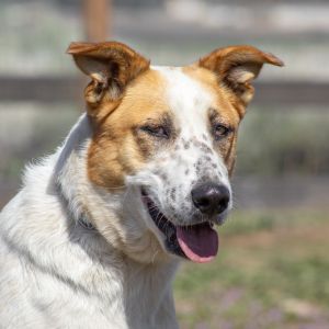 Mia, Adult Female Pointer