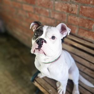 Meet Wanda the Wonder Woman Wanda is a healthy 15 yr old high energy playful boxer mix - spay in