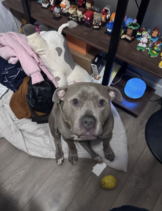 Gracie