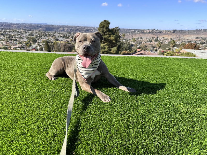Gracie