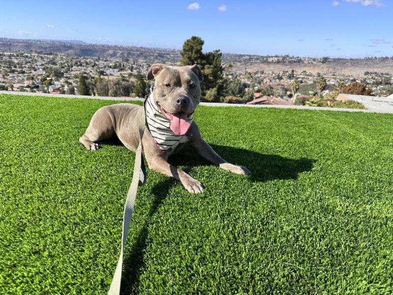 Gracie