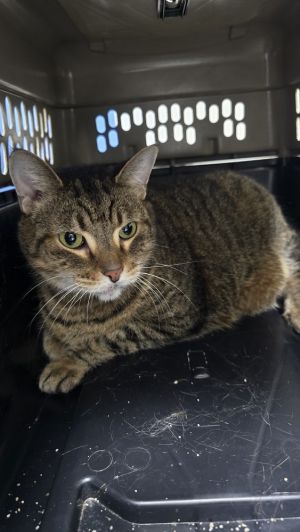 Albert, Senior Male unknown
