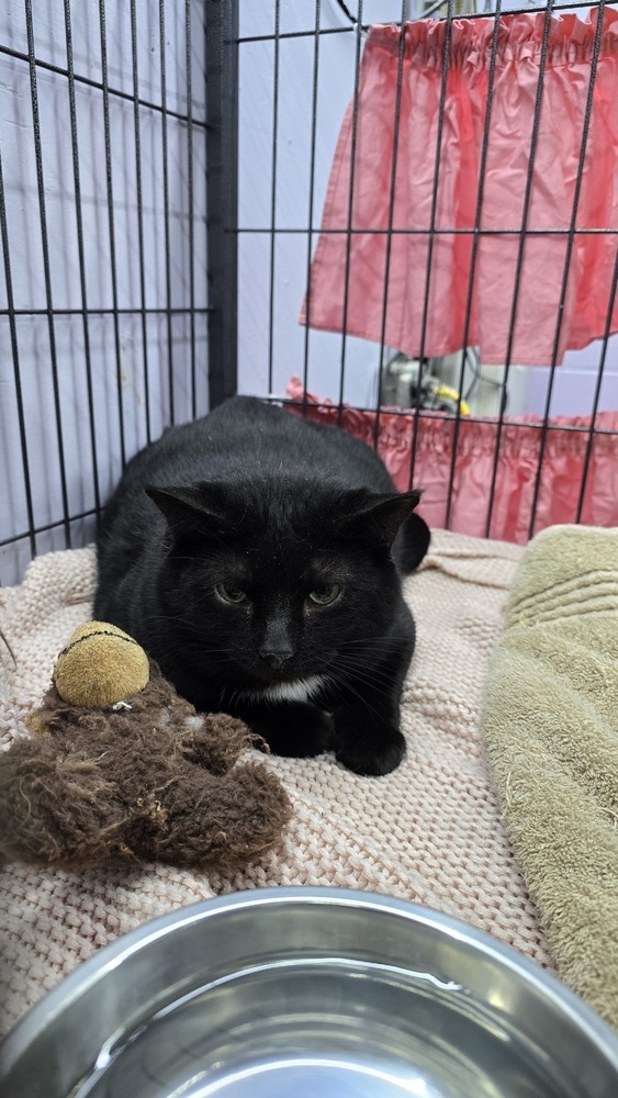 Blackie
