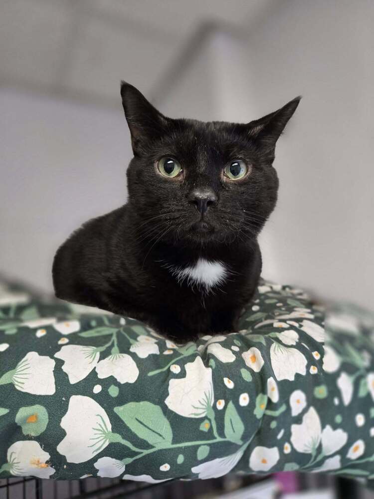 Blackie