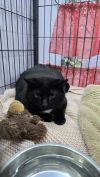 Blackie photo 1