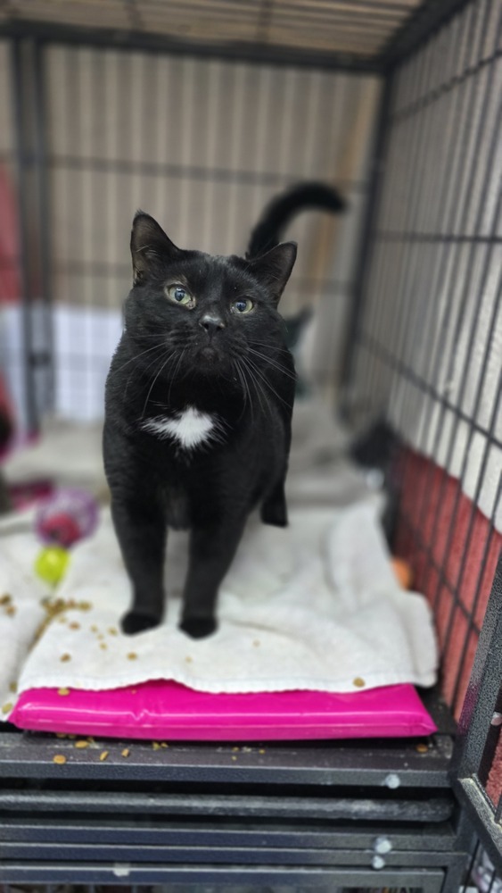 Blackie