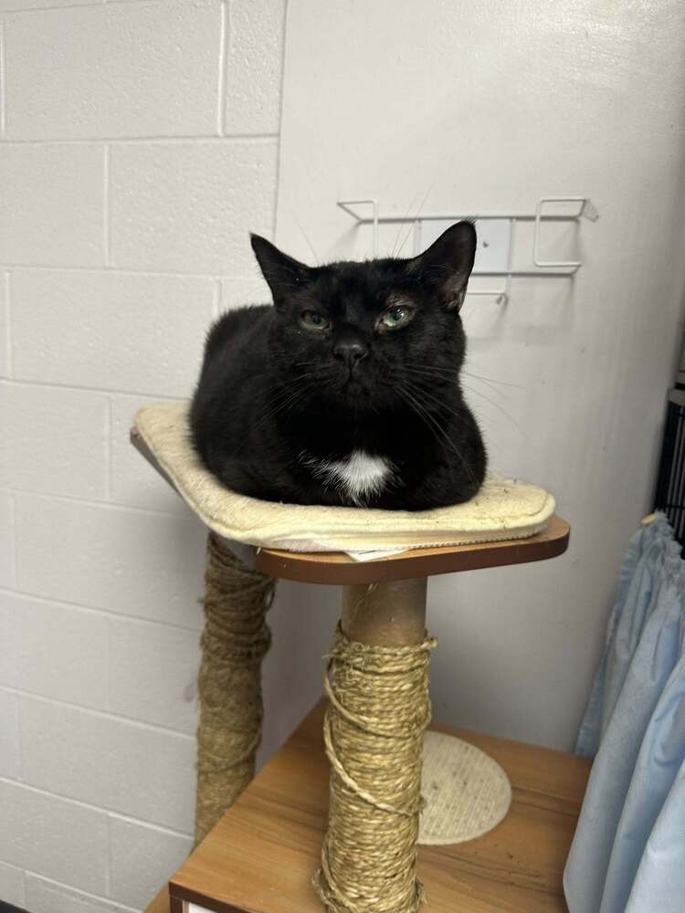 Blackie