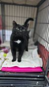 Blackie photo 3