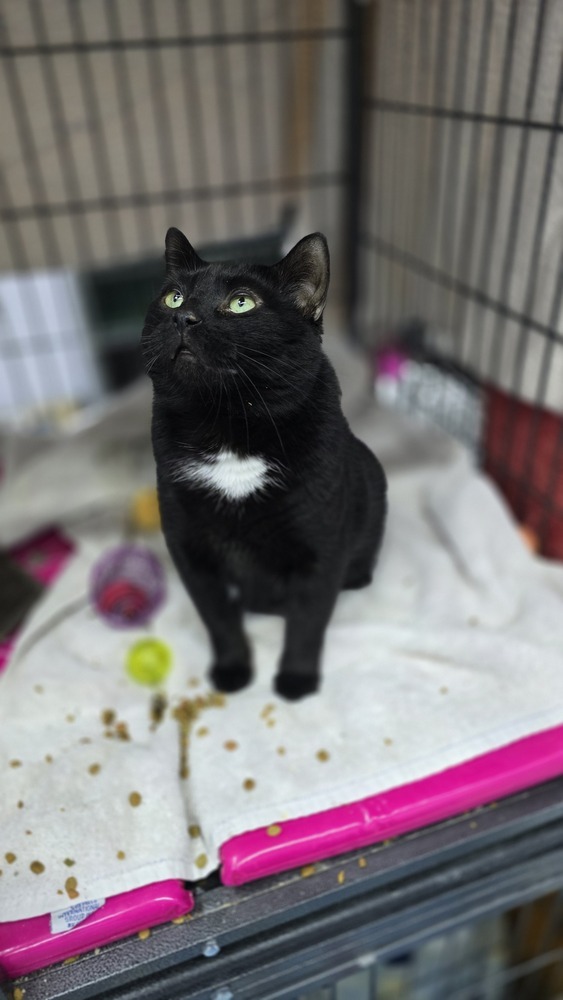 Blackie