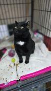 Blackie photo 5