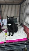 Blackie photo 5