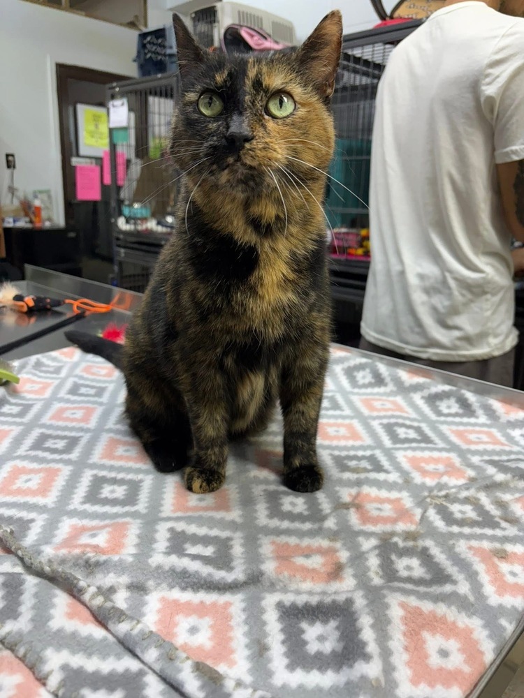 Stella