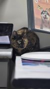 Stella photo 3