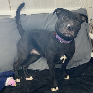 Eclair, Adult Female Black Labrador Retriever