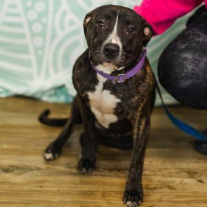 Molly (Sponsored), Adult Female Pit Bull Terrier