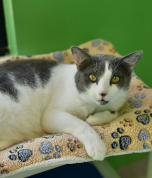 Co-Co is an energetic gal who loves to be the center of attention She enjoys snuggling up chatting