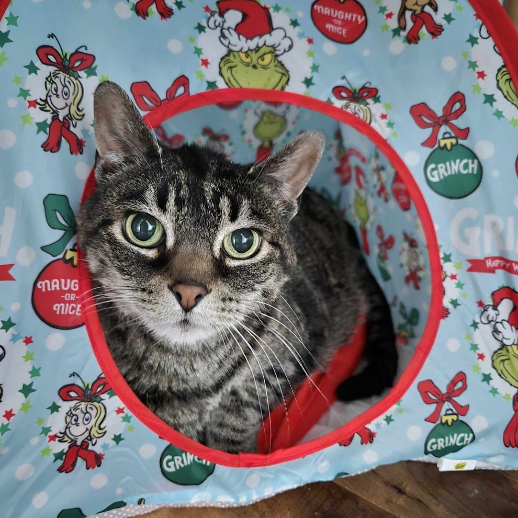 King Louis, an adoptable Domestic Short Hair in West Jordan, UT, 84084 | Photo Image 1