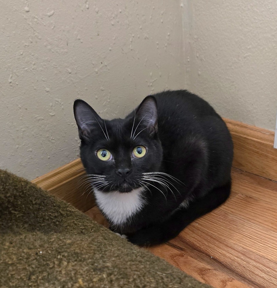 Spazzo, an adoptable Domestic Short Hair in Vancouver, WA, 98661 | Photo Image 1