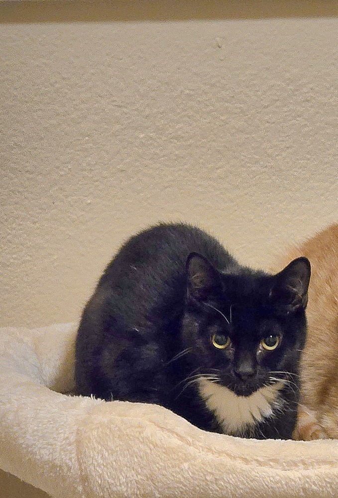 Spazzo, an adoptable Domestic Short Hair in Vancouver, WA, 98661 | Photo Image 2