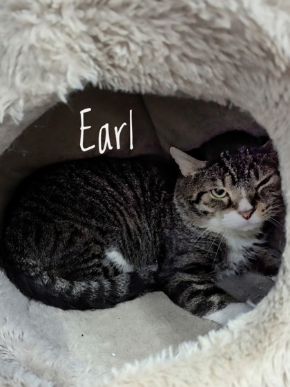 Earl (Barn cat), an adoptable Domestic Short Hair in Rhinelander, WI, 54501 | Photo Image 1