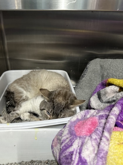 Steve (barn Cat), an adoptable Domestic Short Hair in Rhinelander, WI, 54501 | Photo Image 2