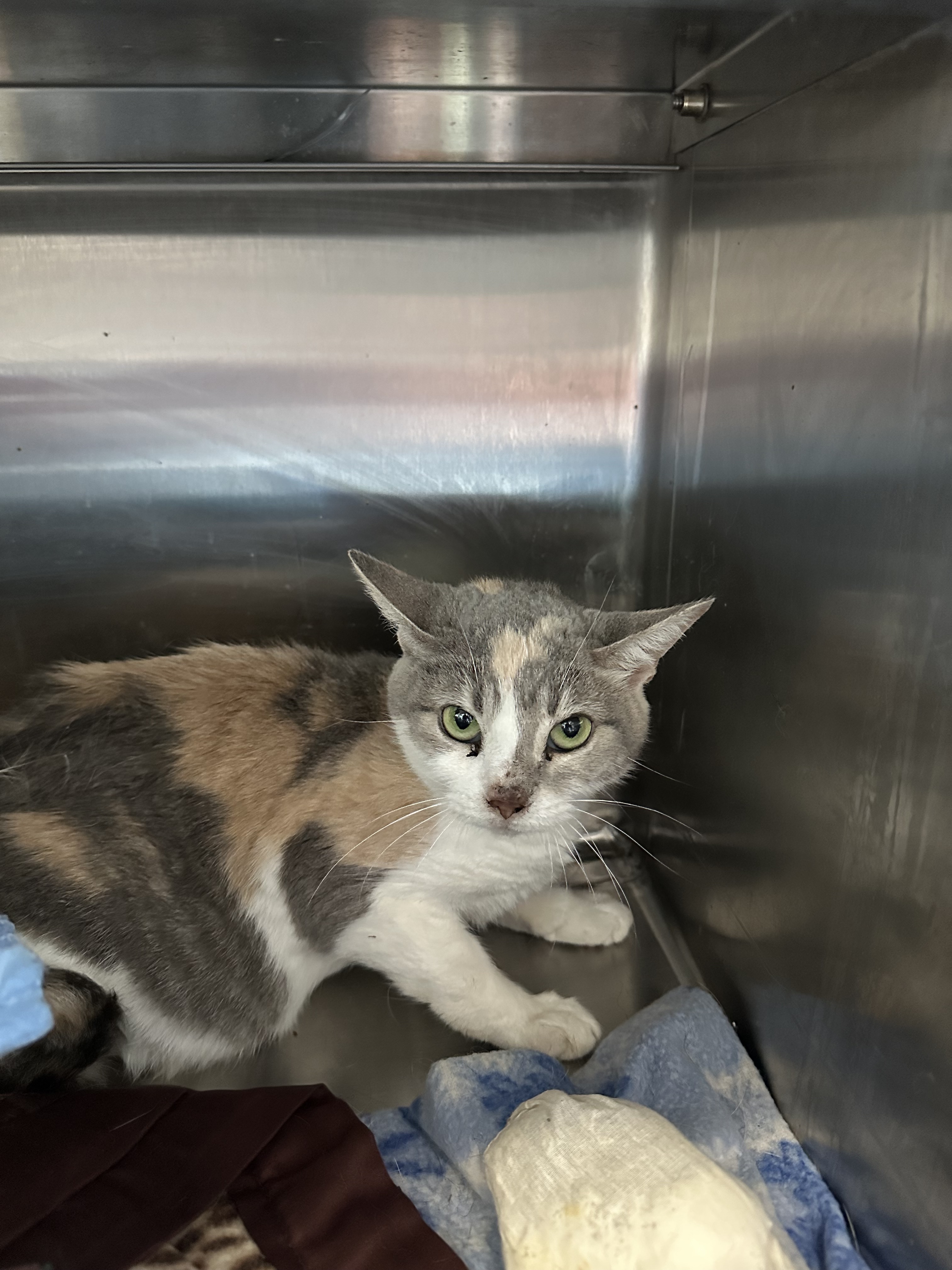 Kali Kay (Barn Cat), an adoptable Domestic Short Hair in Rhinelander, WI, 54501 | Photo Image 1