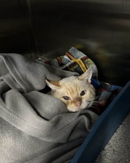 Handsome (Barn Cat), an adoptable Domestic Short Hair in Rhinelander, WI, 54501 | Photo Image 1