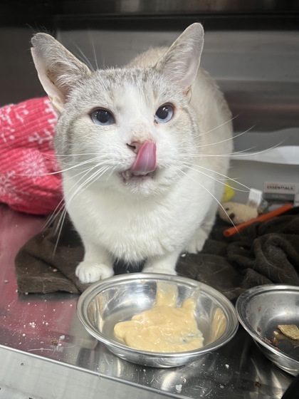 Bob, an adoptable Domestic Short Hair in Rhinelander, WI, 54501 | Photo Image 1